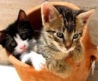 Δύο γάτες σε βάζο